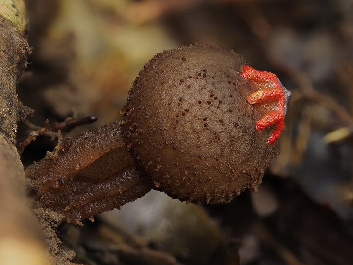 brown puffball mushroom