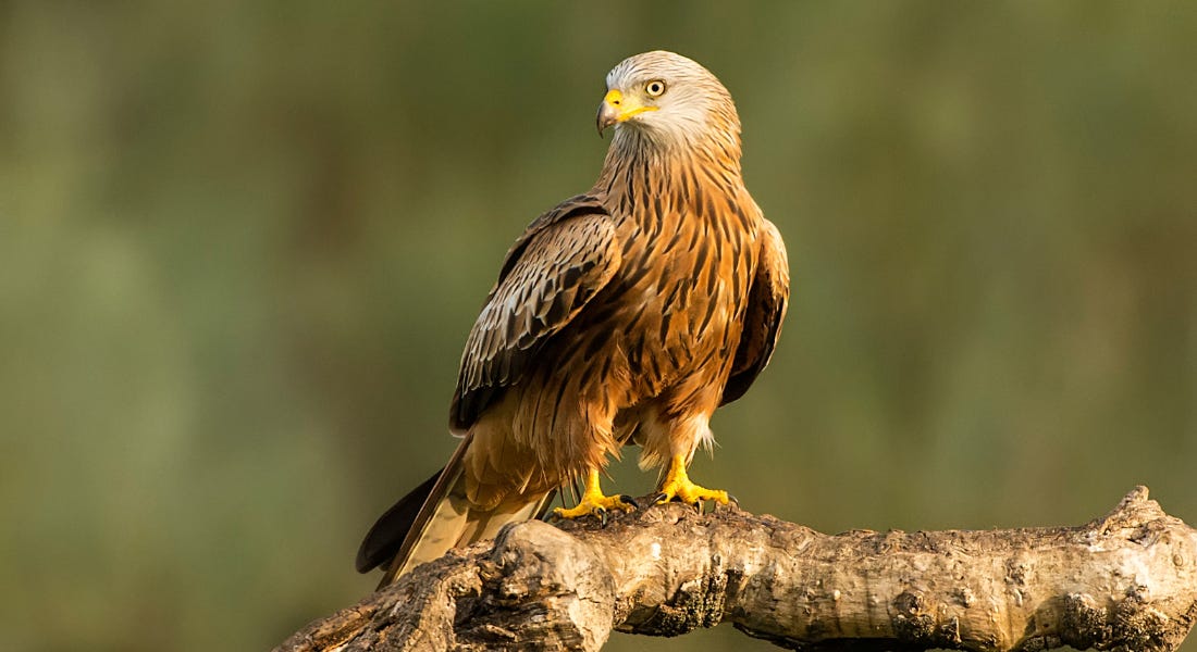 A red kite bird standing on a large tree branch, with greenery in the background