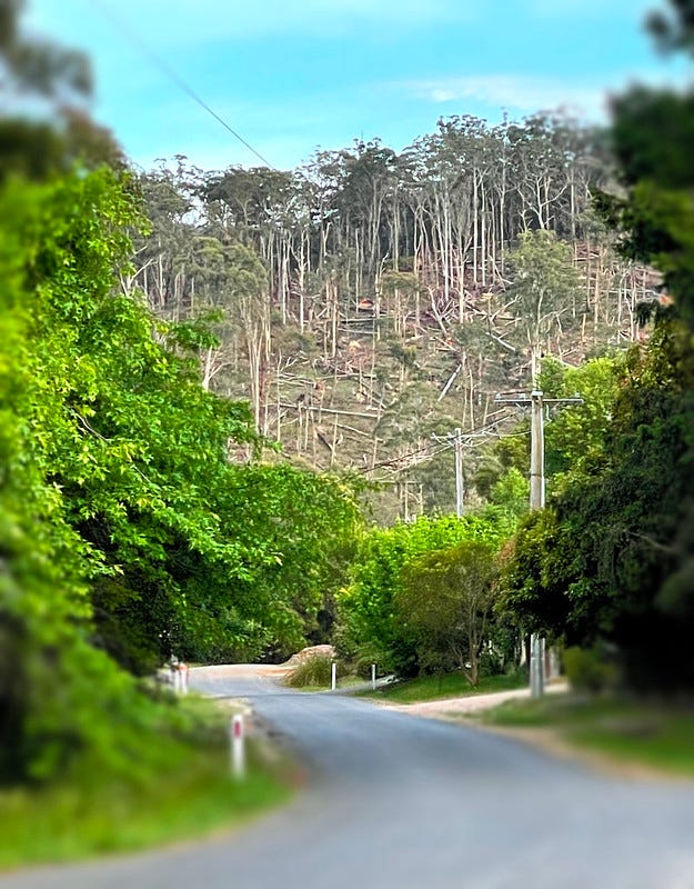 A fallen forest at the edge of town, with trees down and spiderwebs covering the debris on my property. Epicormic growth sprouts from trees that didn’t realise they were not going to survive.”