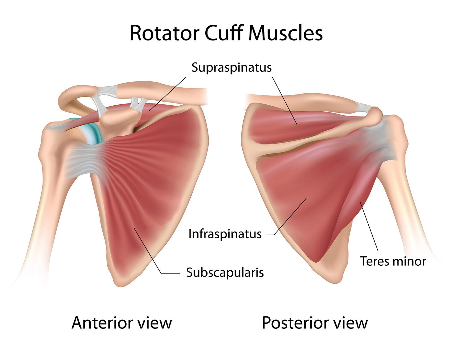 The Rotator Cuff | Taylor Osteopathy