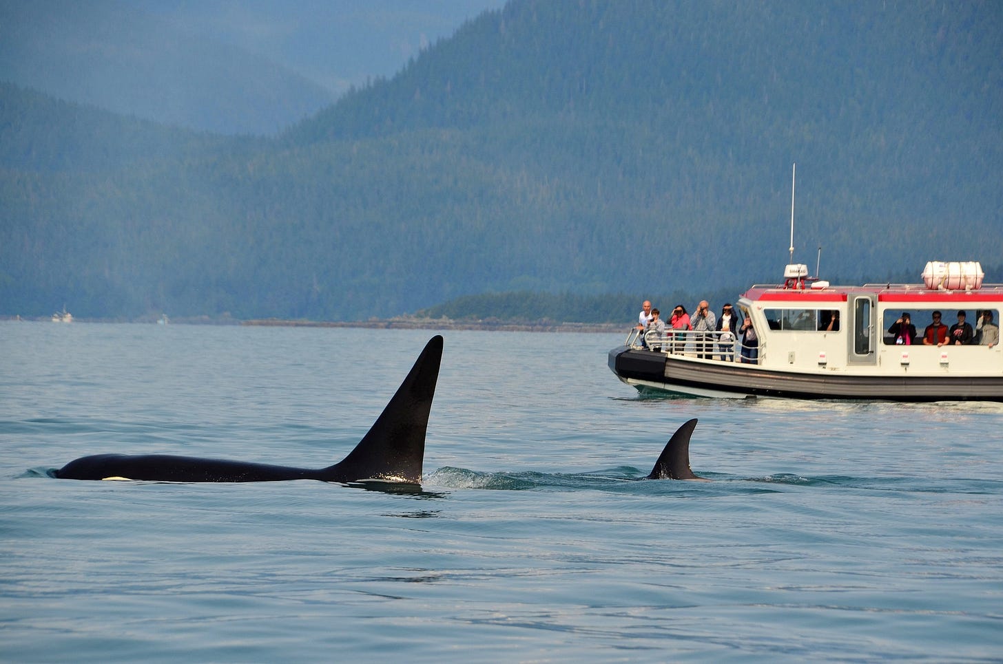 Boat with people watching whales Boat with people watching whales