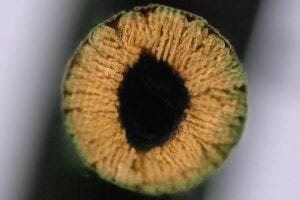 Cross-section of a copper-infused hydrogel. ALCHEMY EPFL CC BY SA