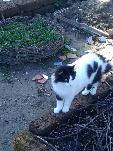 Me and the kitties, holed up in the country, calming down and re-growing after repotting shock.