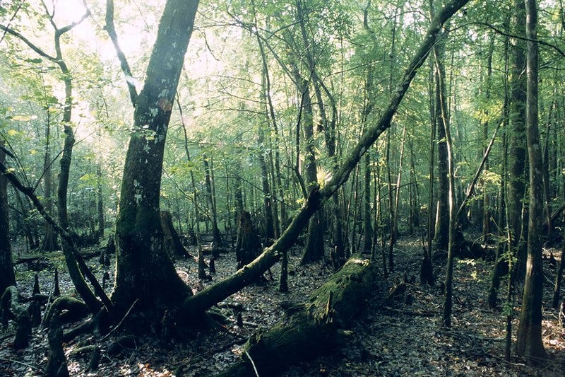 File:Florida Black Bear Scenic Byway - Hardwood Swamp - NARA - 7718414.jpg