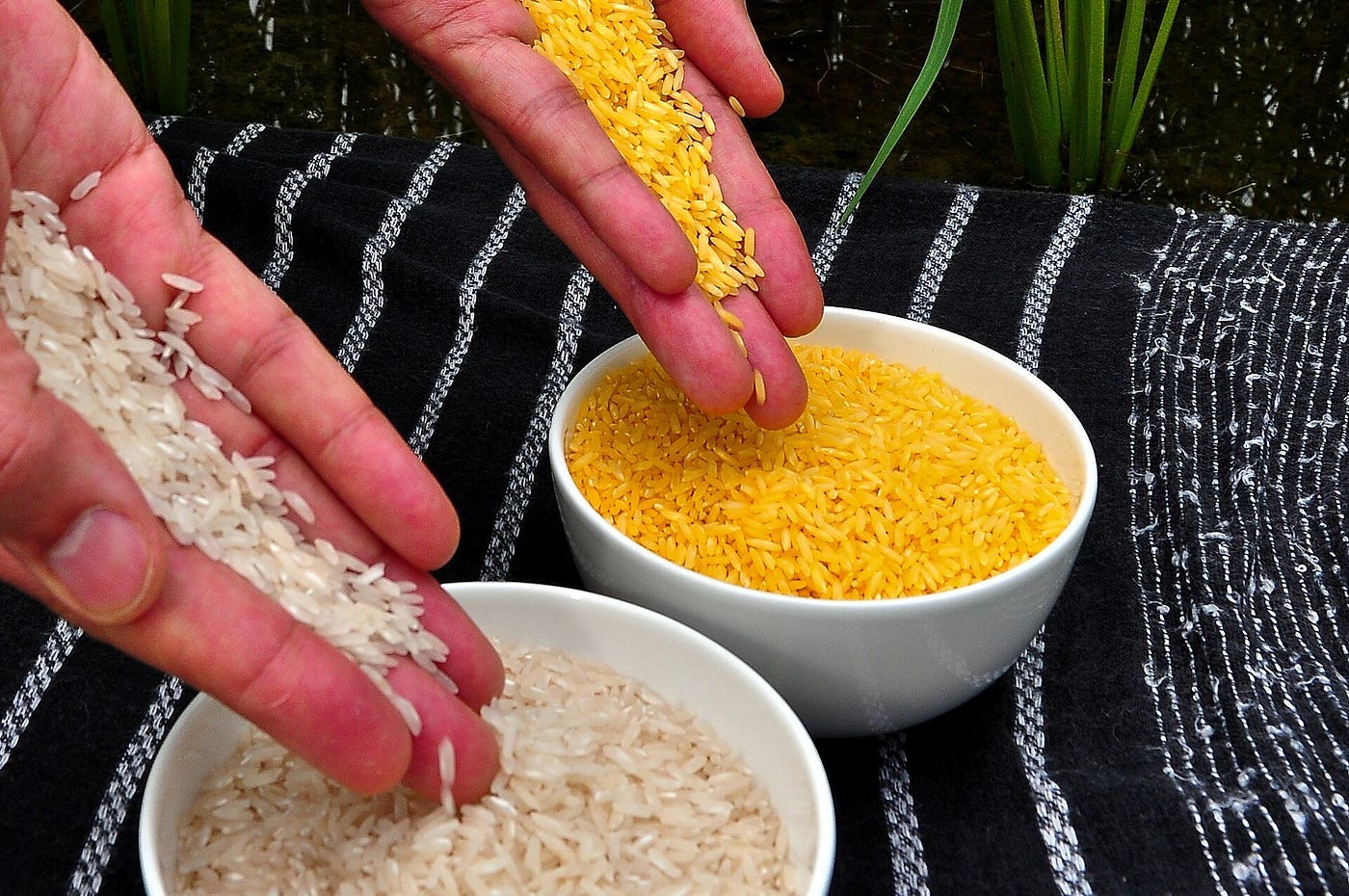 Two bowls of rice, one distinctly yellow-orange hued, showing the contrast of golden rice versus regular rice.