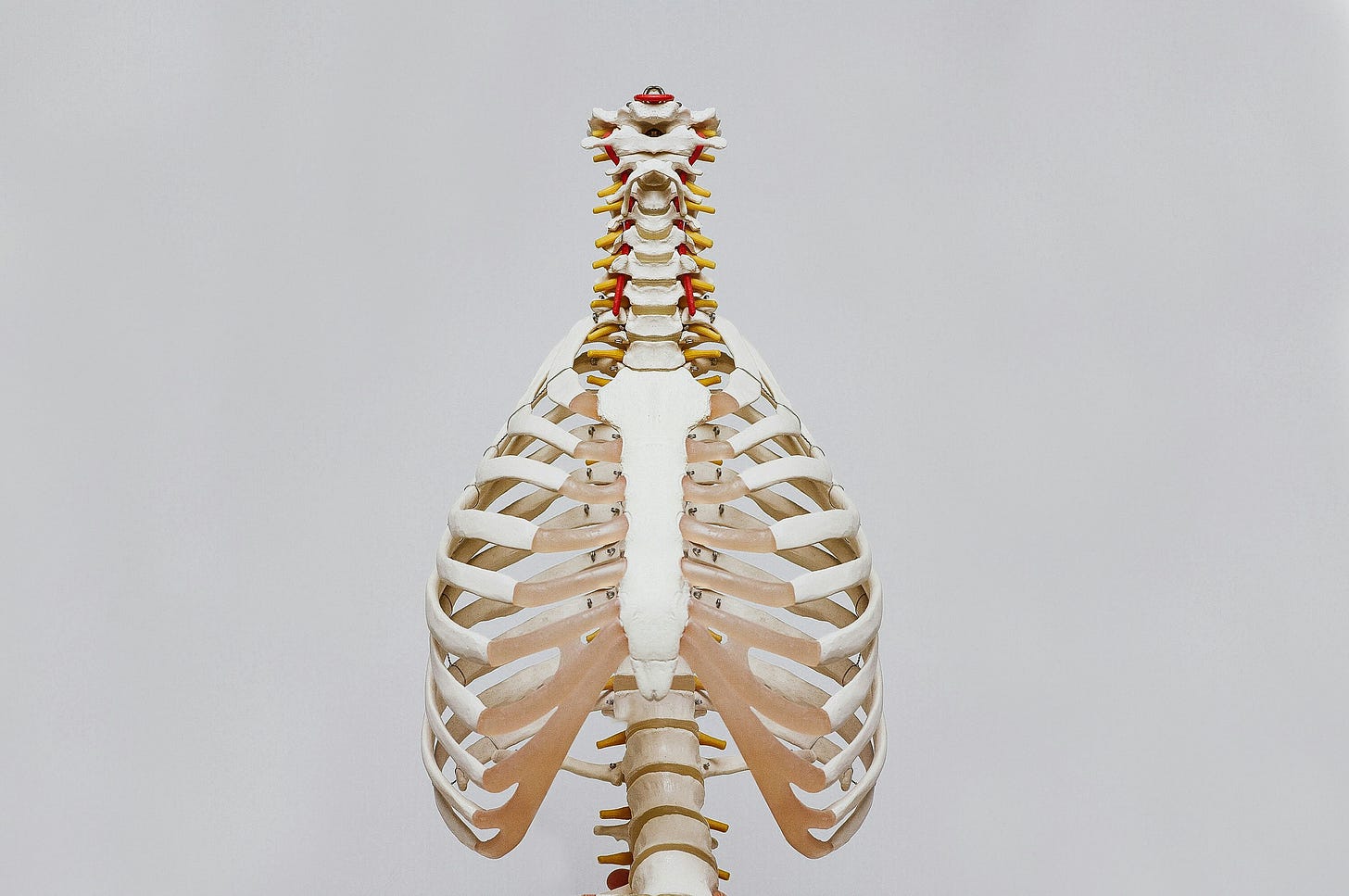 Close-up of a human skeleton rib cage and spine representing bone health, strength, and menopause science.
