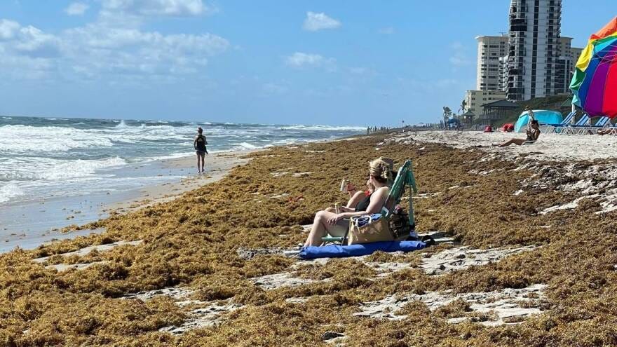 Messy Florida beaches are 'inevitable' as record seaweed mass expands |  WUSF Public Media
