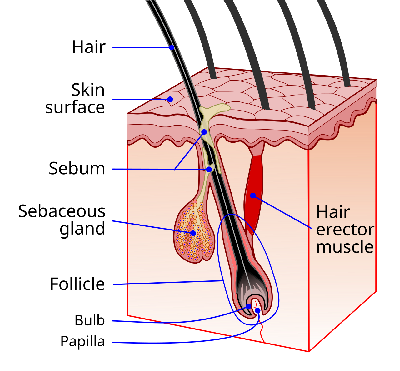 Figure illustrating the structure of a hair follicle.