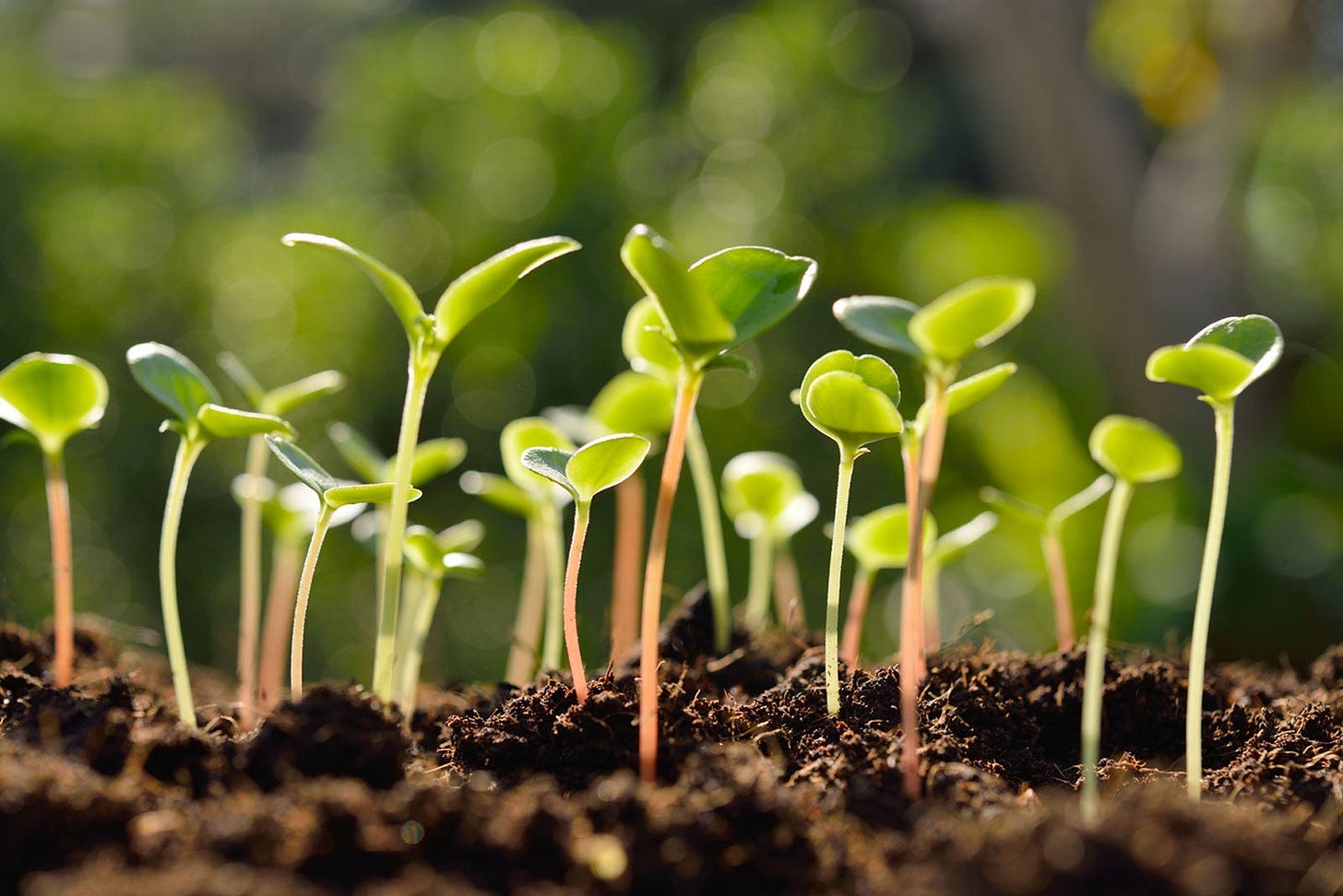 A close up photo of a bunch of short bean sprouts coming out of the dirt and reaching for the sun.