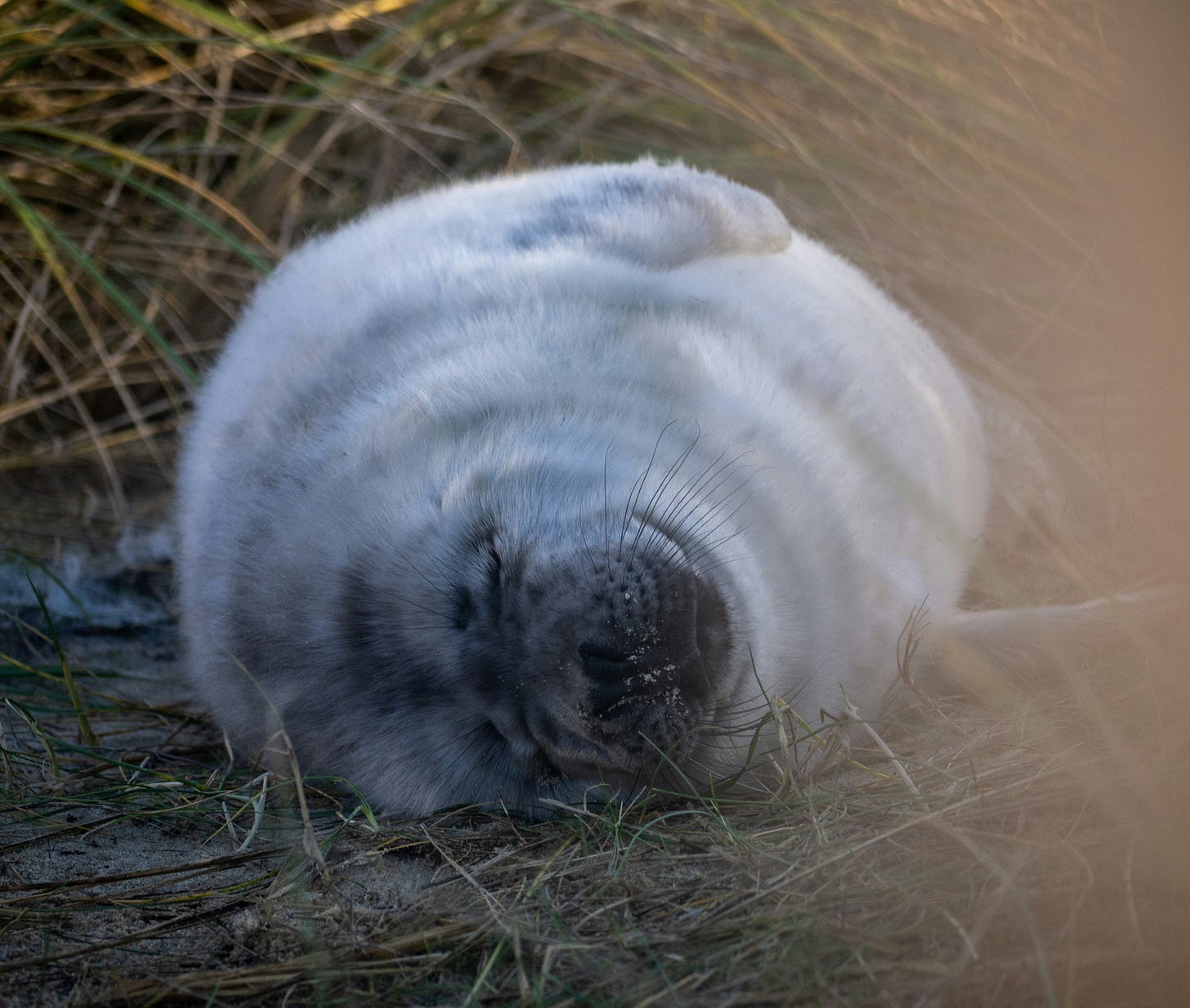 A fuzzy white-ish seal lying down with eyes closed