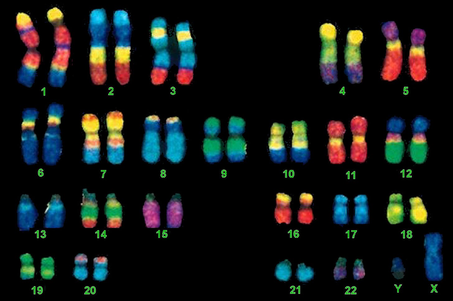 FISH Chromosome Painting