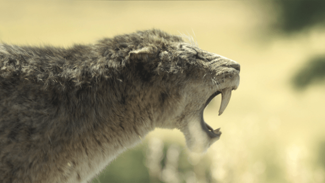 A saber-toothed tiger in “Prehistoric Planet: Ice Age,” premiering Wednesday, November 26, 2025 on Apple TV+. A saber-toothed tiger in “Prehistoric Planet: Ice Age,” premiering Wednesday, November 26, 2025 on Apple TV+.