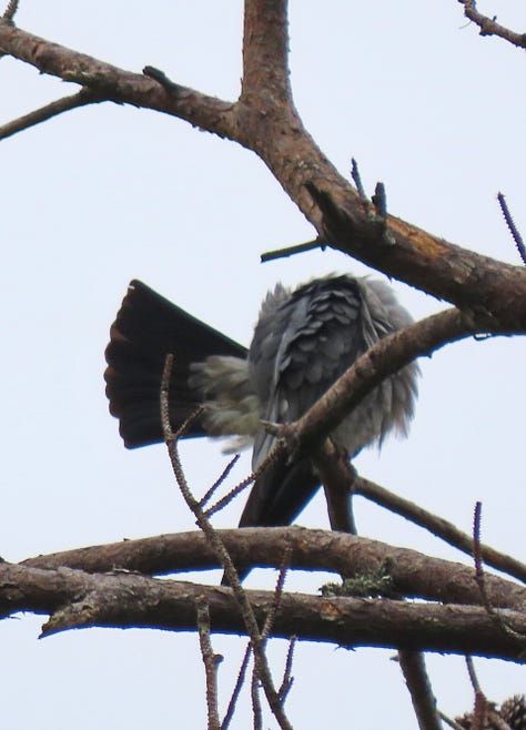 A gray bird preening on bare branches