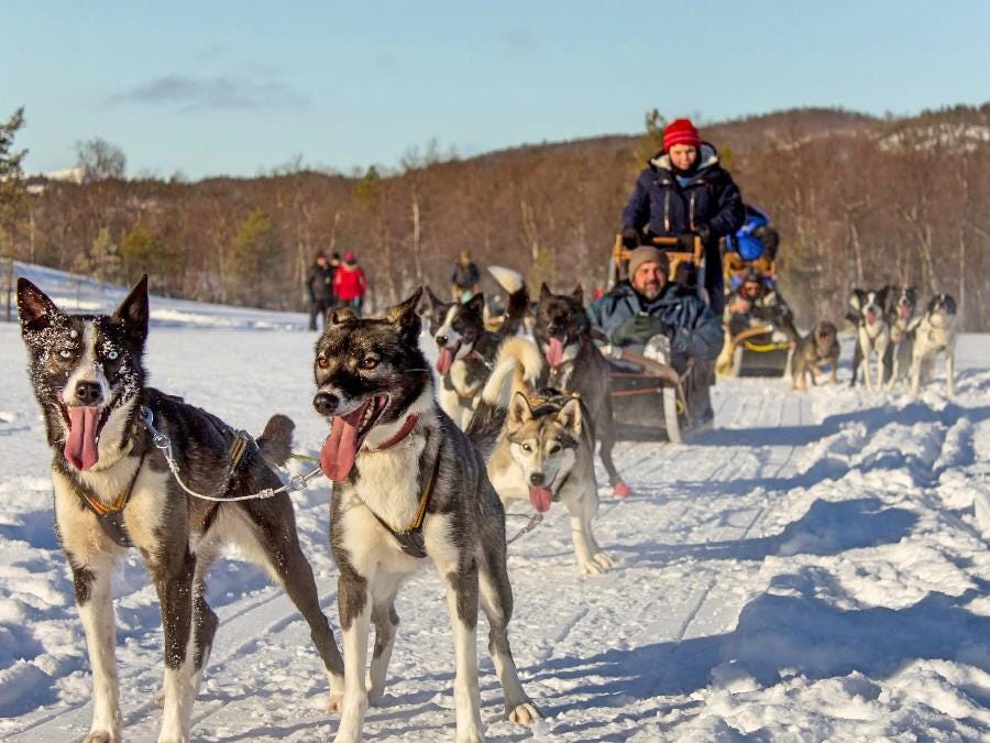 Join A Husky Kennel Team