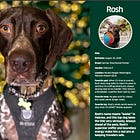 DCA's Rosh named to TSA's 2026 canine calendar