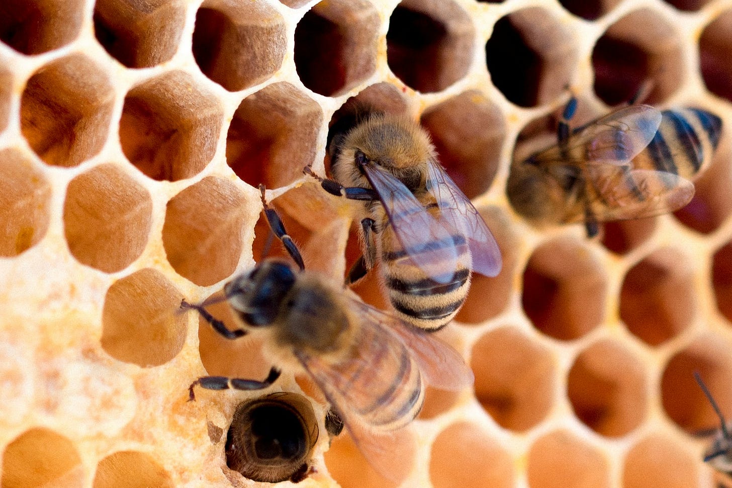 yellow and black bee on yellow and black honeycomb surface