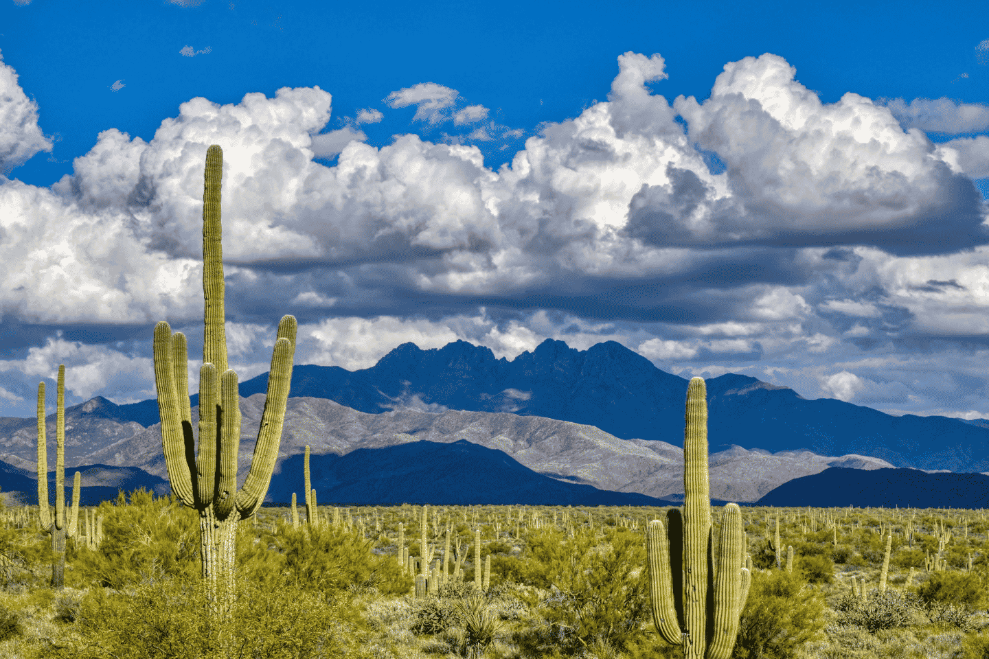 Springtime in the Sonoran Desert
