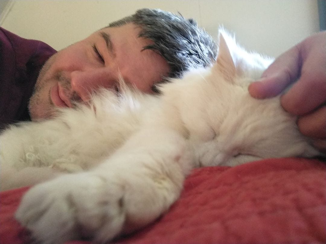 May be an image of Persian cat