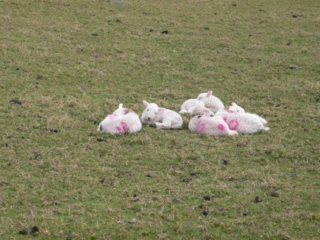 File:Sleeping lambs at Tu Hwnt i'r Gors - geograph.org.uk - 1821344.jpg