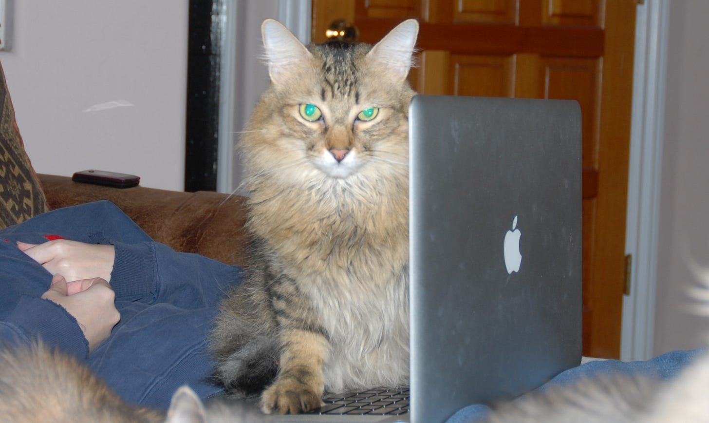 Chase_On_Computer_4 Chase_On_Computer_4