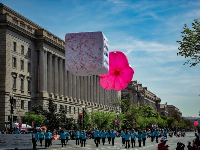 cherry blossom parade