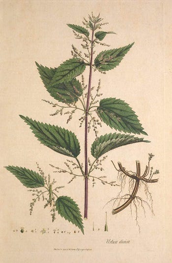 From The Spring Foraging Cookbook: Nettles
