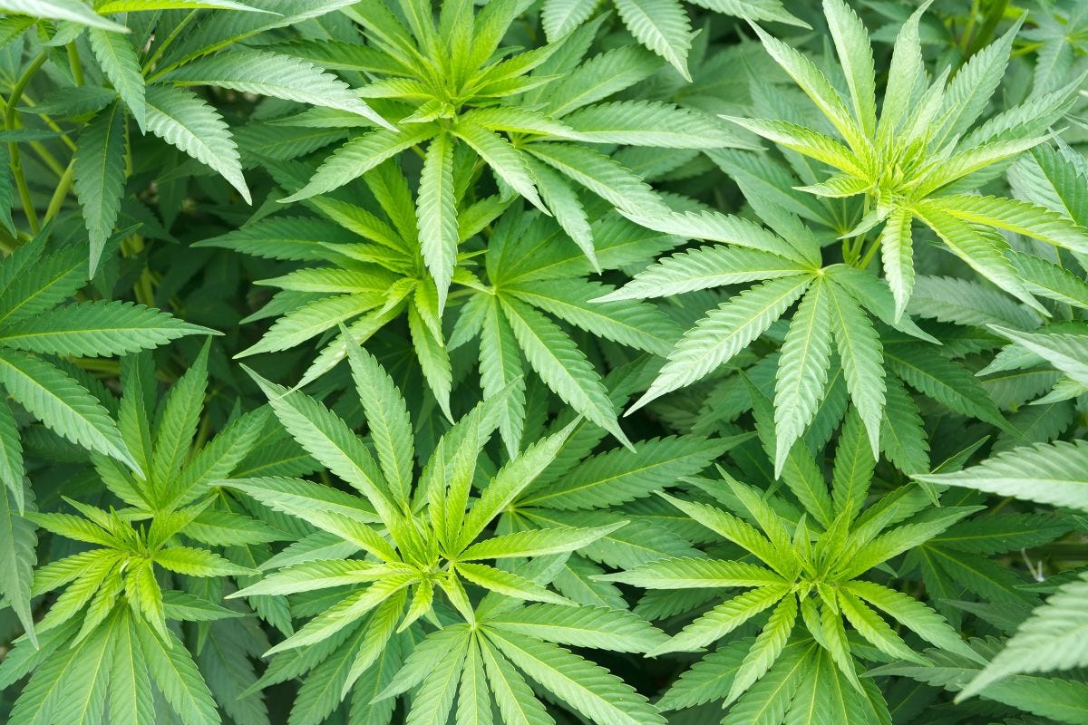 Hemp plants