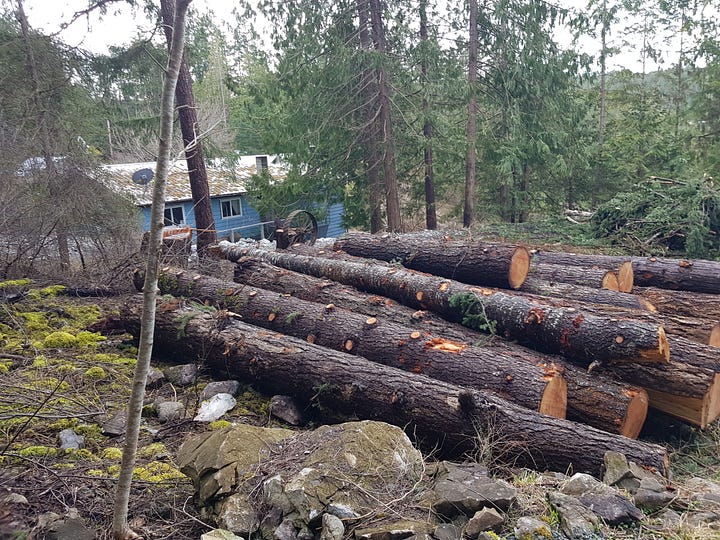 Felled Trees on Ground
