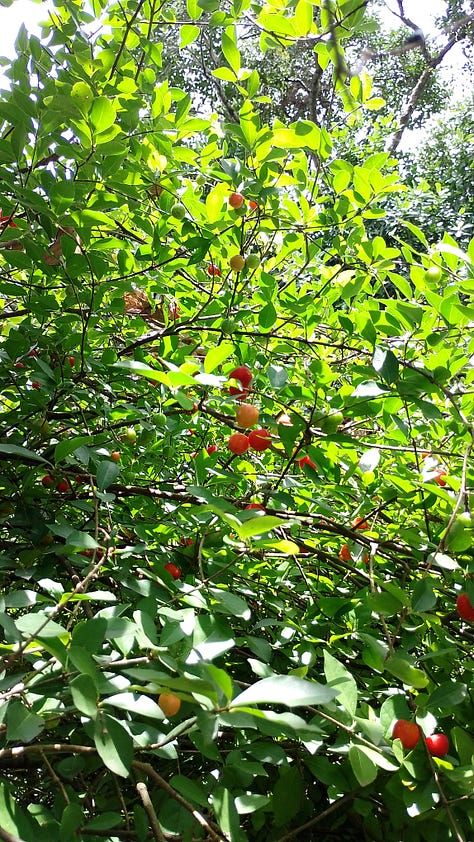 Sequência de fotos no sítio: acerolas entre as folhas, cactos subindo por um tronco de árvore, gata preta na calçada, árvore alta cercada por folhas e flores com um balanço de ferro do lado, flores rosas cercadas de folhas verdes e uma borboleta clara no meio