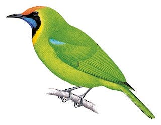Golden fronted leaf bird