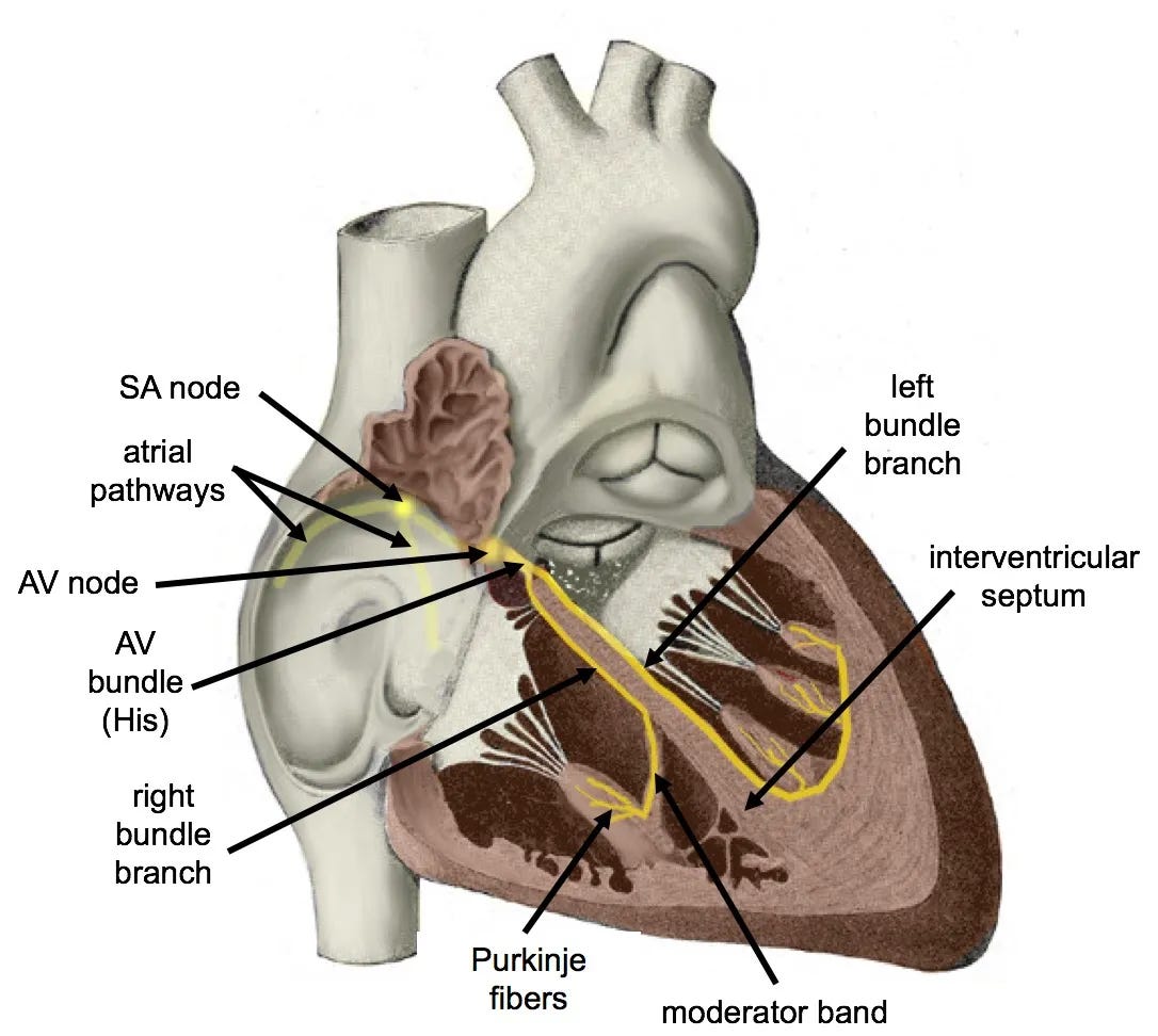 Cross-section of the heart showing the cardiac conduction system — SA node, atrial pathways, AV node, bundle of His, bundle branches, and Purkinje fibres