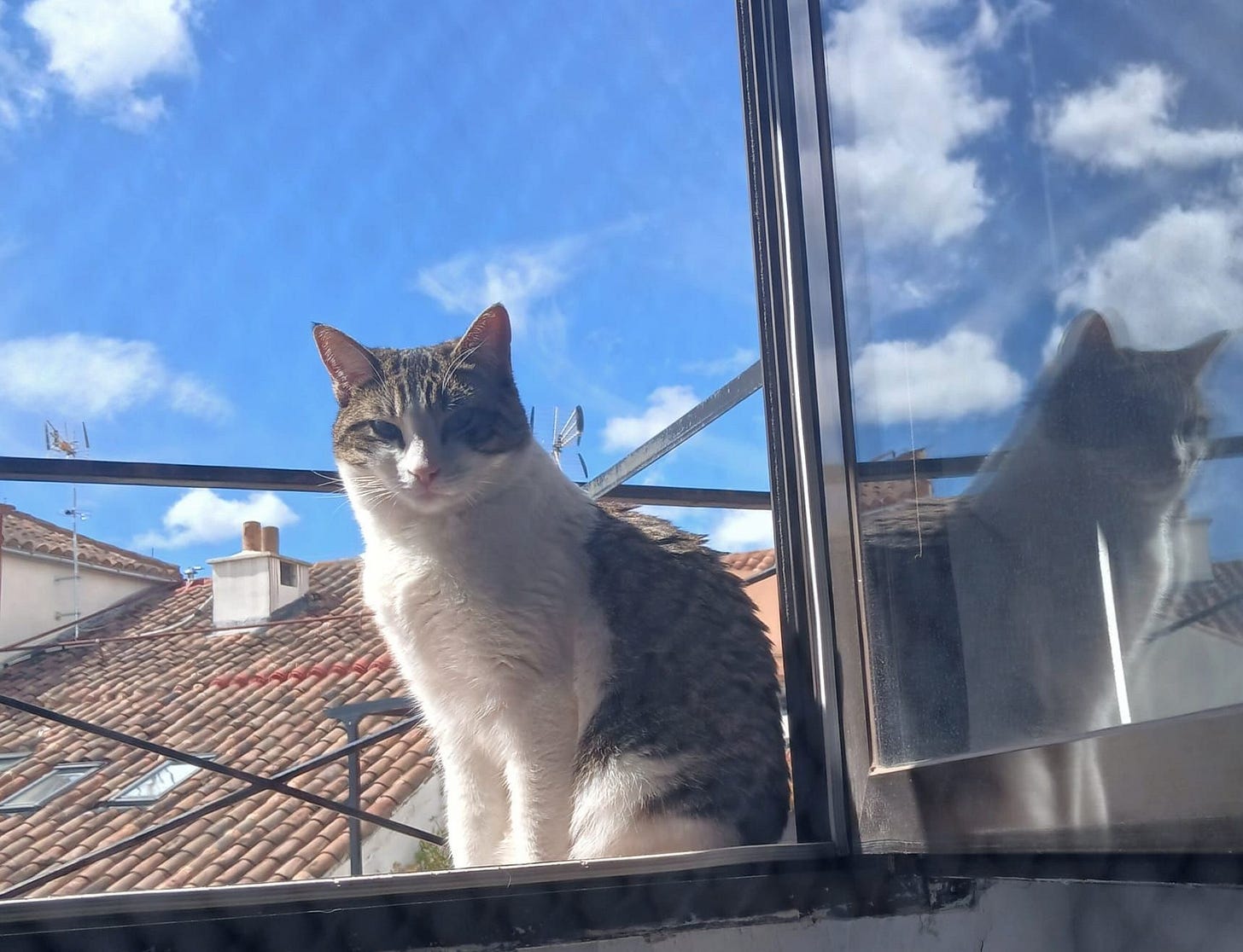 Dotta looks inside from an just outside an open window, rooftops and blue sky in the background. Dotta looks inside from an just outside an open window, rooftops and blue sky in the background.