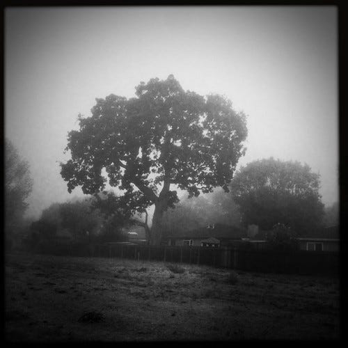 Foggy morning Foggy morning