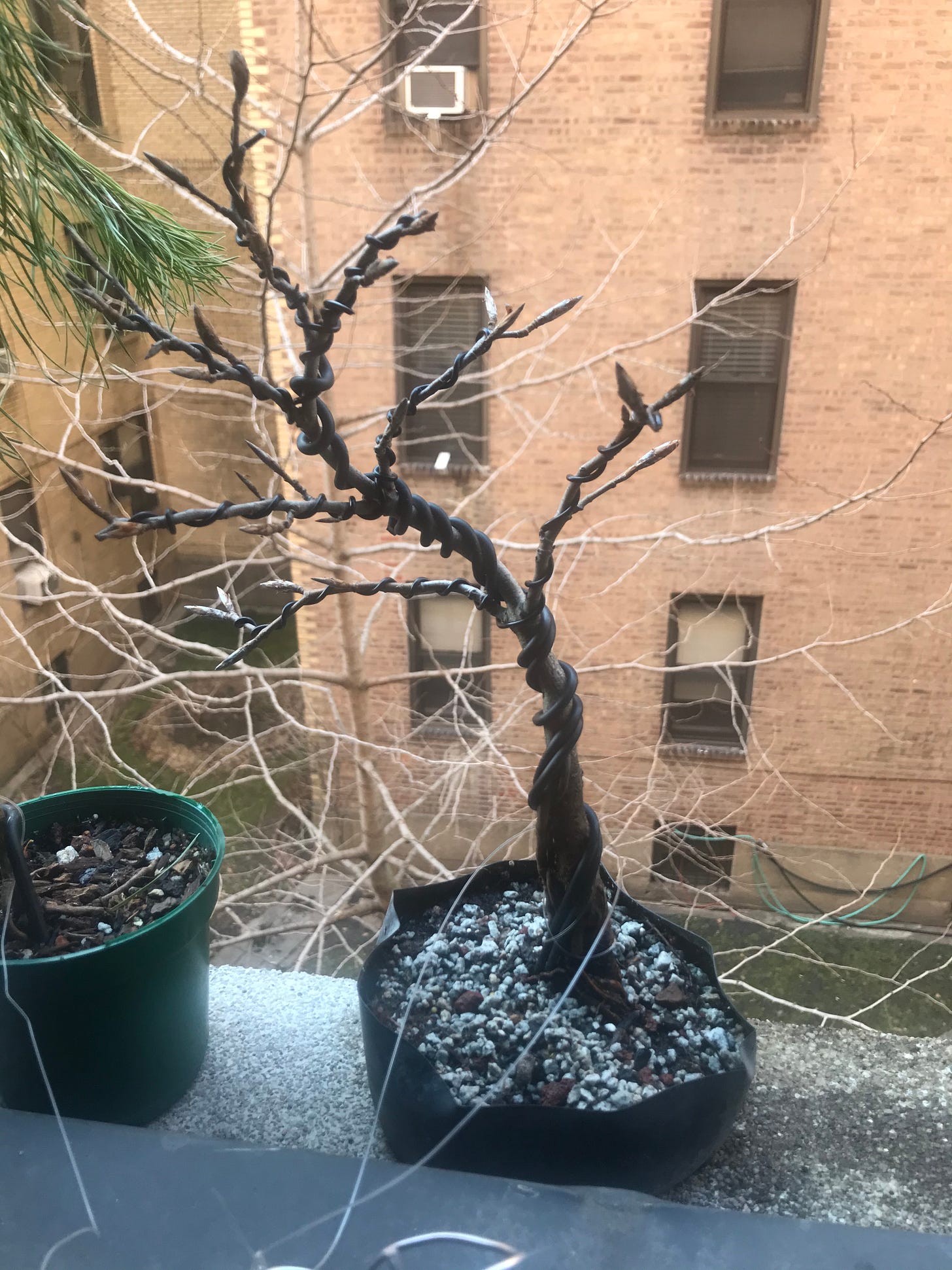 image description: picture of new european beech tree. end image description