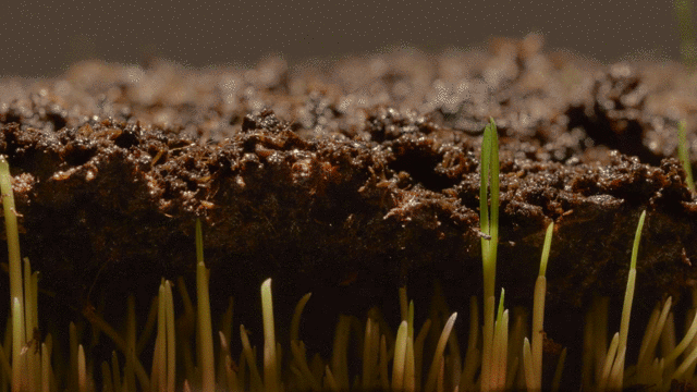 File:Lawn Time-Lapse.gif