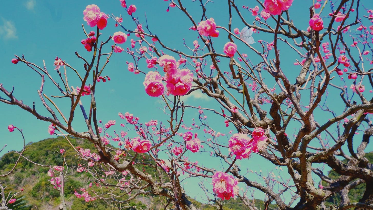 Early pink cherry blossoms beginning to bloom on bare branches in Sengan-en Garden, Kagoshima.