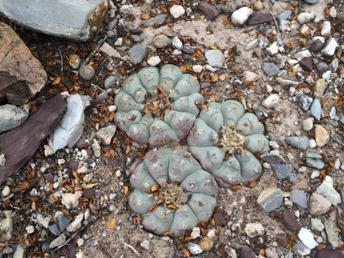 peyote outside of real de catorce