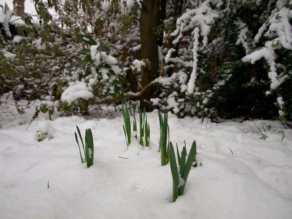 Green shoots