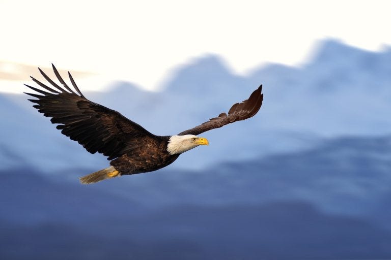 A bald eagle (FloridaStock/shutterstock.com) A bald eagle (FloridaStock/shutterstock.com)