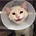 Maxx Meow's avatar