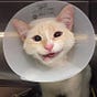 Maxx Meow's avatar