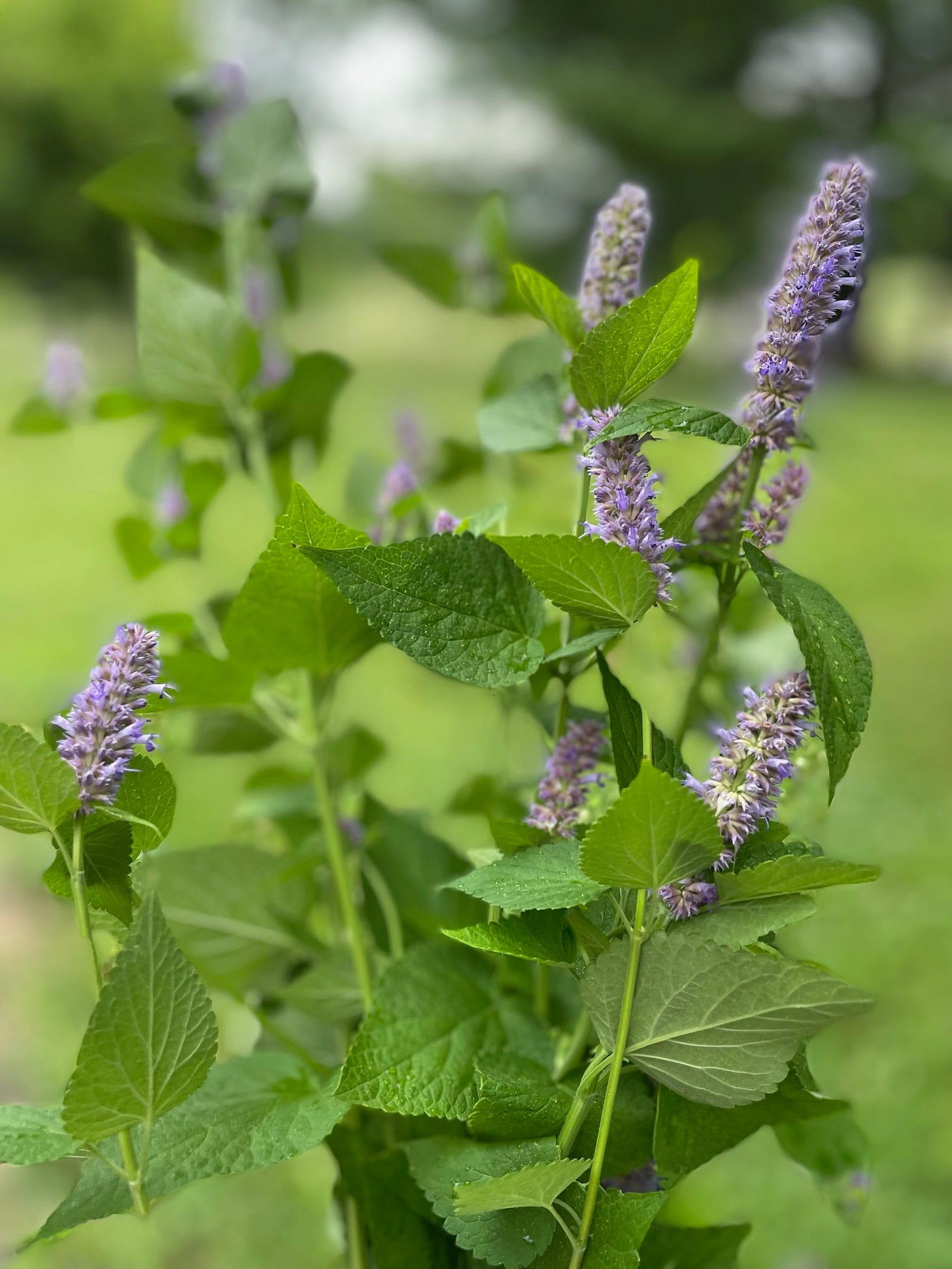 leaves and blooms of Anise hyssop