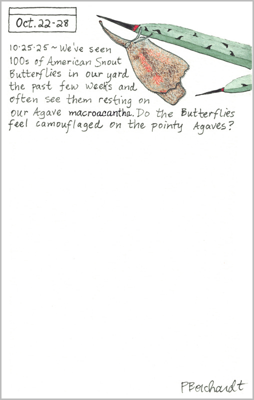 Perpetual Journal, week of Oct. 22-28: American Snout Butterfly on Agave (2025)