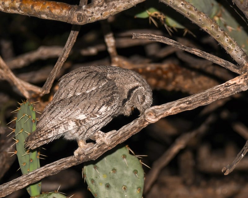 20190517_WSO-33-Edit.jpg 20190517_WSO-33-Edit.jpg