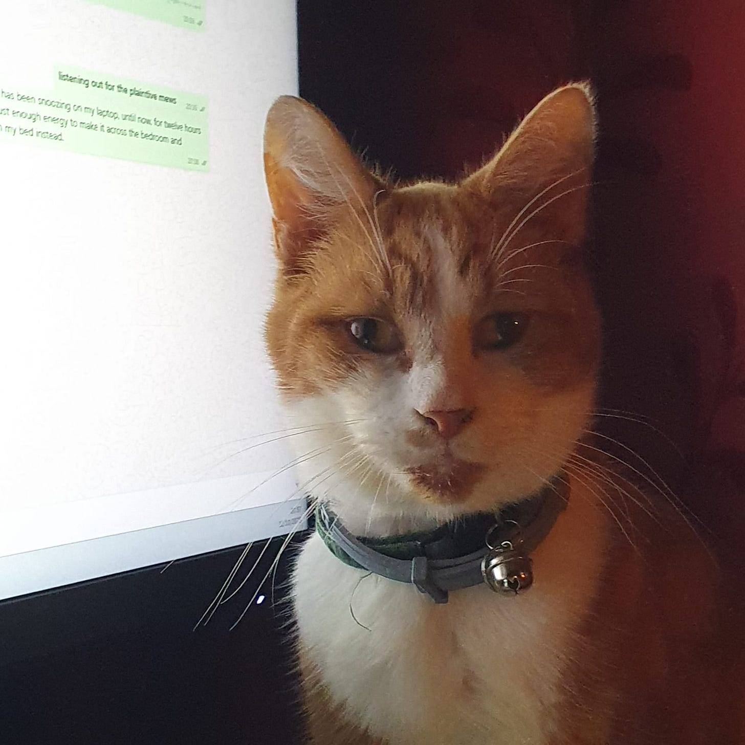 A disgruntled looking ginger cat sits beside a monitor, in the background text messages are visible A disgruntled looking ginger cat sits beside a monitor, in the background text messages are visible