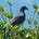 Kereru Publishing's avatar
