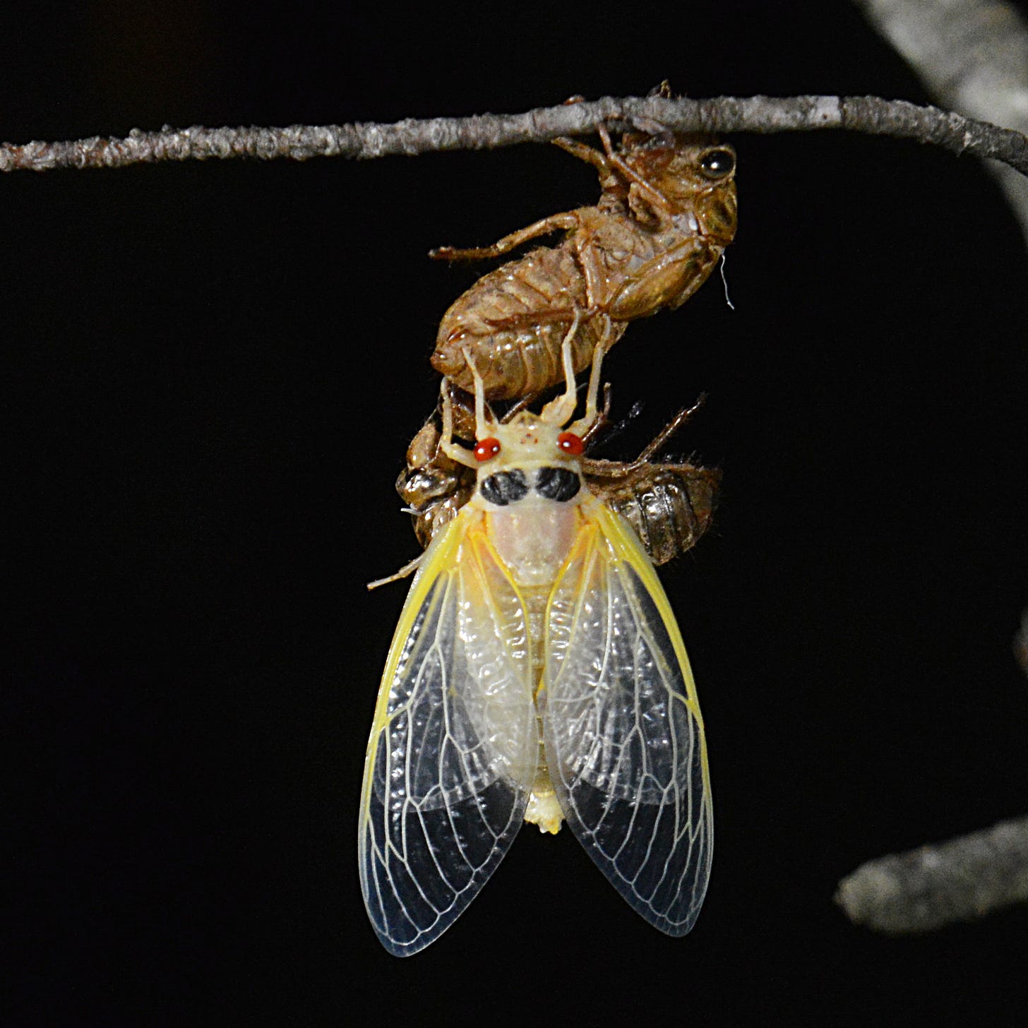 File:Brood X cicada newly molted 2021-05-17 222116 1 crop.jpg ... File:Brood X cicada newly molted 2021-05-17 222116 1 crop.jpg ...