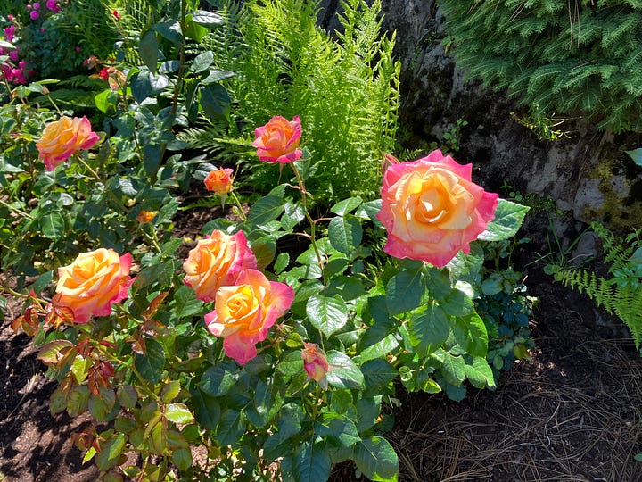American Rose Social Miniature Rose Test Garden, roses