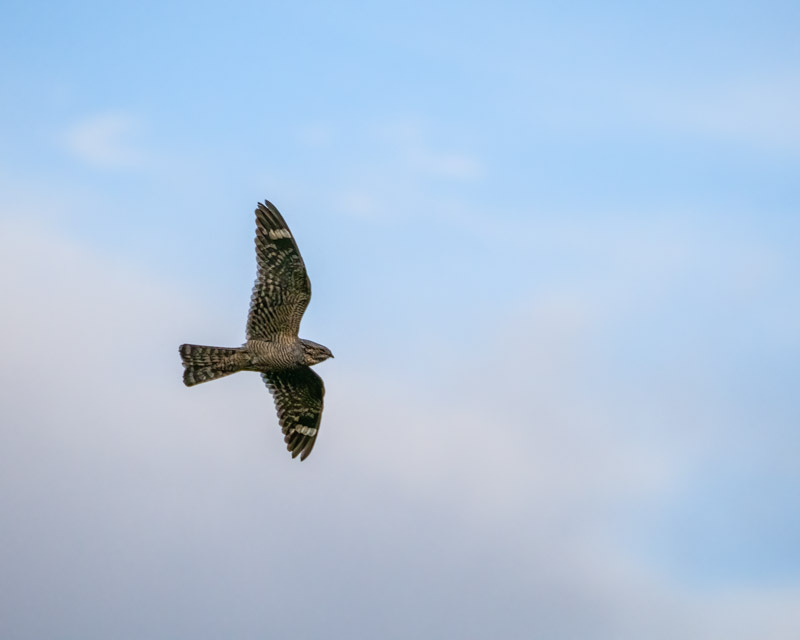 20250524-AguaCaliente-159-Edit.jpg 20250524-AguaCaliente-159-Edit.jpg