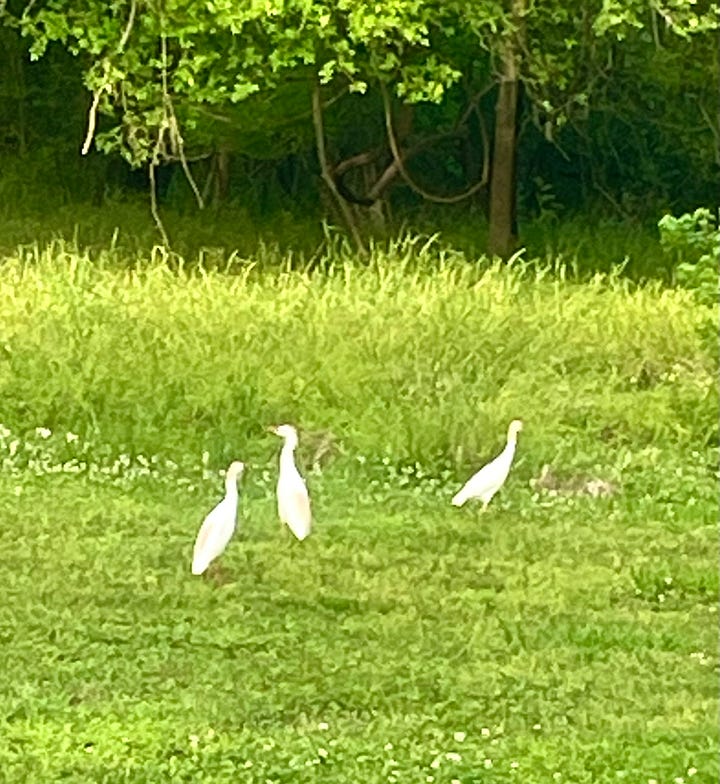 Photos of deer, birds and an alligator.